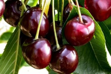 Balkon meggy PRUNUS CERASUS