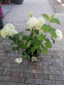 Cserjés hortenzia HYDRANGEA ARBORESCENS ANNABELLE K10