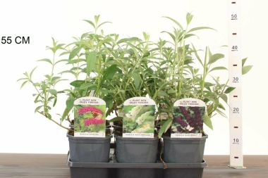 Nyári orgona BUDDLEJA DAVIDII FAJTÁK K2