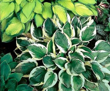 Árnyékliliom HOSTA FAJTÁK CS14