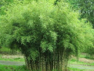 Bambusz    FARGESIA MURIELIAE ASIAN ART 25/30 CS17