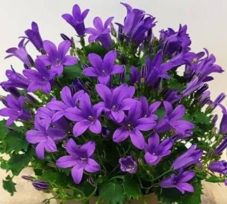 Harangvirág CAMPANULA ANEDDA CSÜNGŐ KASPÓBAN 