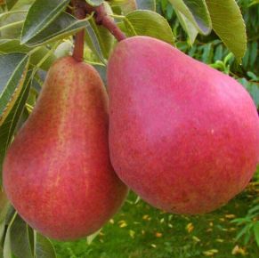 Piros Vilmos körte PYRUS COMMUNIS WILLIAM ROUGE 12/14 K65