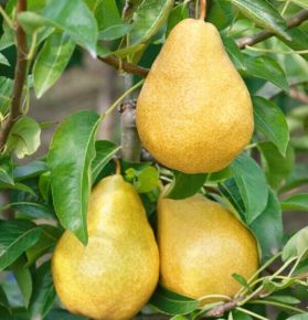 Vilmos körte PYRUS COMMUNIS WILLIAM  12/14 K70