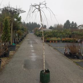 Csüngő himalájai nyír  BETULA UTILIS LONG TRUNK T200 8/10 K20