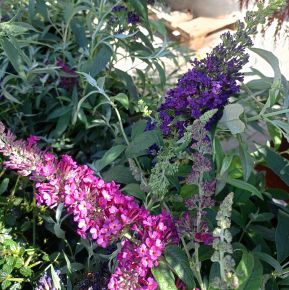Nyári orgona BUDDLEJA DAVIDII TÖRPE FAJTÁK CS12