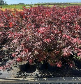 Japán juhar  ACER PALMATUM ATROPURPUREUM K2