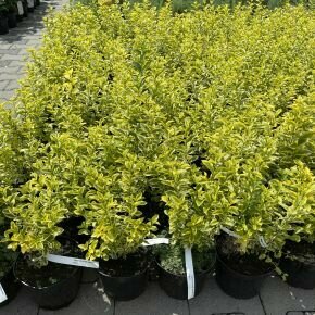 Aranytarka télizöld fagyal  LIGUSTRUM OVALIFOLIUM AUREUM K2