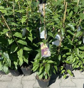Weiki japán kivi ACTINIDIA ARGUTA WEIKI K2