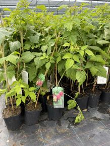 Polana málna RUBUS IDAEUS POLANA K2