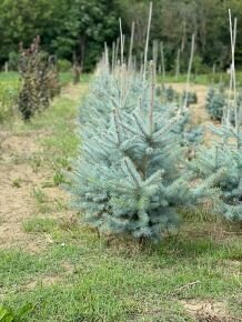 Szúrós luc (ezüstfenyő) PICEA PUNGENS EDITH 100/125*