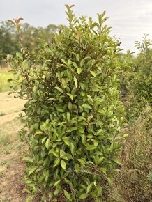 Tűzpiros örökzöld korallberkenye PHOTINIA FRASERI RED SELECT 150/175*  PHOTINIA FRASERI RED SELECT 80/100**
