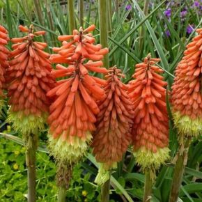 Fáklyaliliom KNIPHOFIA FAJTÁK CS15