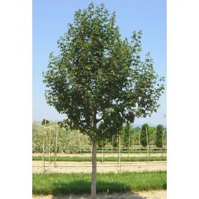 Mezei juhar   ACER CAMPESTRE QUEEN ELIZABET  8/10 K20/25