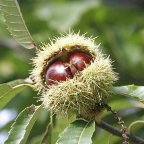 Szelídgesztenye CASTANEA SATIVA LYON 100/125 K4