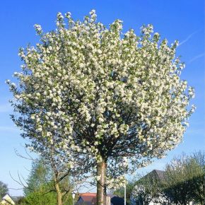 Gömb csepleszmeggy   PRUNUS FRUTICOSA GLOBOSA T220 6/8 K20