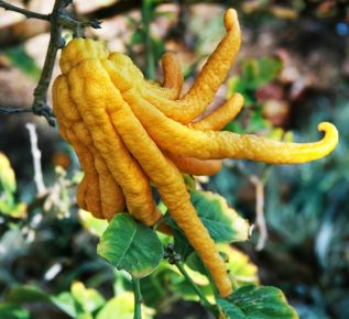 Buddha keze  CITRUS MEDICA MANO DI BUDDHA T1/4 70/80 K5 (CITROMSÁRGA CSERÉP)