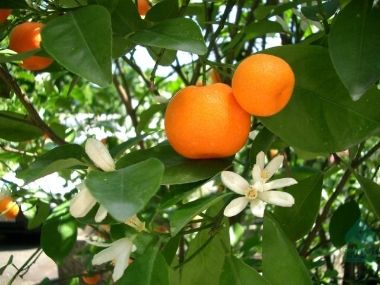 Mandarin   CITRUS MANDARINO T1/2 K12