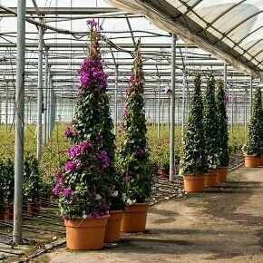 Murvafürt   BOUGAINVILLEA ALEXANDRA PIRAMIS 200CM K42