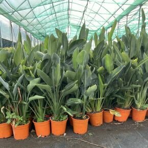 Papagájvirág  STRELITZIA REGINAE K3