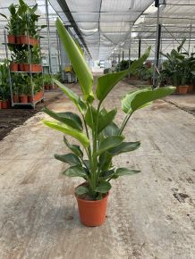 Papagájvirág  STRELITZIA AUGUSTA 100/120 K9