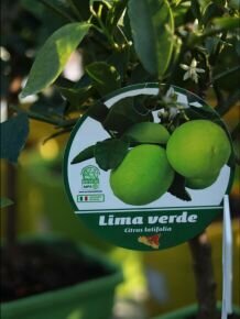 Lime, zöld citrom CITRUS LIMA VERDE T1/4 40 CM (ZÖLD CSERÉP)