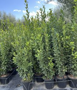 Fűszerbabér LAURUS NOBILIS K30