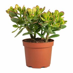 Pozsgafa CRASSULA OVATA SUNSET MAGIC CS12