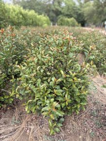 Örökzöld korallberkenye PHOTINIA FRASERI CAROLINA 60/80*
