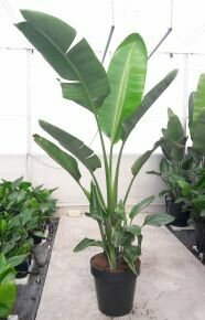 Papagájvirág STRELITZIA NICOLA K60