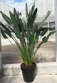 Papagájvirág STRELITZIA REGINAE K60