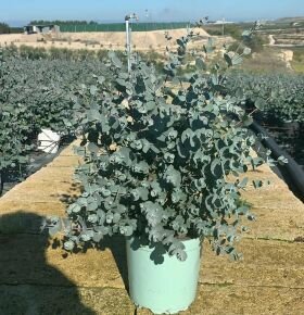 Havasi eukaliptuszEUCALYPTUS GUNNII K3