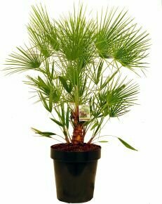 Törpe lószőrpálma CHAMAEROPS HUMILIS K45