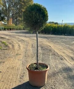 Leyland ciprus   CUPRESSOCYPARIS LEYLANDII PYRAMIDALIS T50 K15