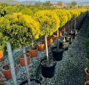 Arany lombú leyland ciprus CUPRESSOCYPARIS LEYLANDII GOLD RIDER T80 K30