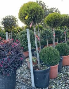 Arany lombú leyland ciprus CUPRESSOCYPARIS LEYLANDII GOLD RIDER T80 K35
