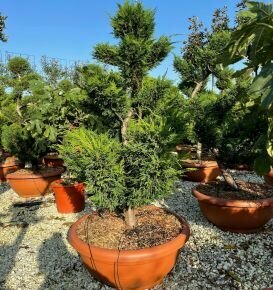 Leyland ciprus   CUPRESSOCYPARIS LEYLANDII POM-PON BONSAI TÁLBAN K90
