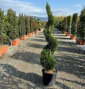 Leyland ciprus   CUPRESSOCYPARIS LEYLANDII SPIRÁL 120/140 K18