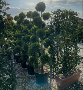 Arany lombú leyland ciprus CUPRESSOCYPARIS LEYLANDII GOLD RIDER POM-PON 160/180 K35
