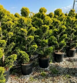 Arany lombú leyland ciprus CUPRESSOCYPARIS LEYLANDII GOLD RIDER BONSAI 160/180 K35