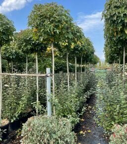 Amerikai ámbrafa   LIQUIDAMBAR STYRACIFLUA GUMBALL T200 10/12 K45