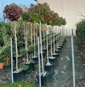 Amerikai ámbrafa   LIQUIDAMBAR STYRACIFLUA GUMBALL T200 8/10 K25