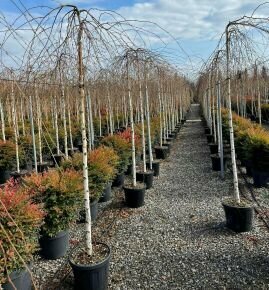 Szomorú nyír   BETULA PENDULA YOUNGII T200 12/14 K35