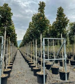 Örökzöld liliomfa   MAGNOLIA GRANDIFLORA FRANCOIS TREYVE T200 14/16 EXTRA K70
