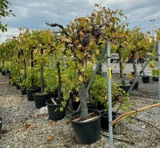 Bortermő szőlő   VITIS VINIFERA ÖREG TÖRZS KÉK CSEMEGE 20/30 K90-110