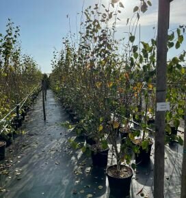 Himalájai nyír   BETULA UTILIS JACQUEMONTII 200/250 K30