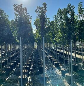 Kínai vadkörte   PYRUS CALLERYANA CHANTICLEER T200 10/12 K25