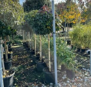 Amerikai ámbrafa   LIQUIDAMBAR STYRACIFLUA GUMBALL T3/4 K35
