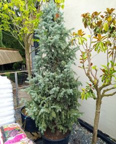 Oszlopos ezüstfenyő   PICEA PUNGENS ISELI FASTIGIATA 225/250 K155