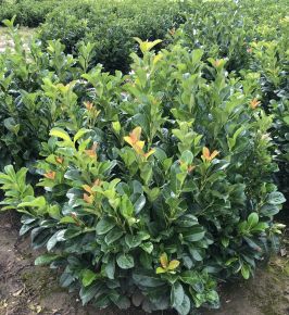 Közönséges babérmeggy PRUNUS LAUROCERASUS ETNA 80/100*